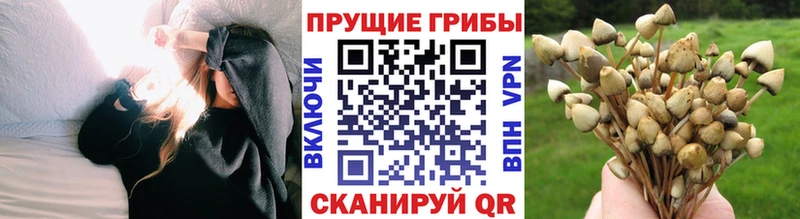 дарк нет какой сайт закладка Фрязино Галлюциногенные грибы MAGIC MUSHROOMS